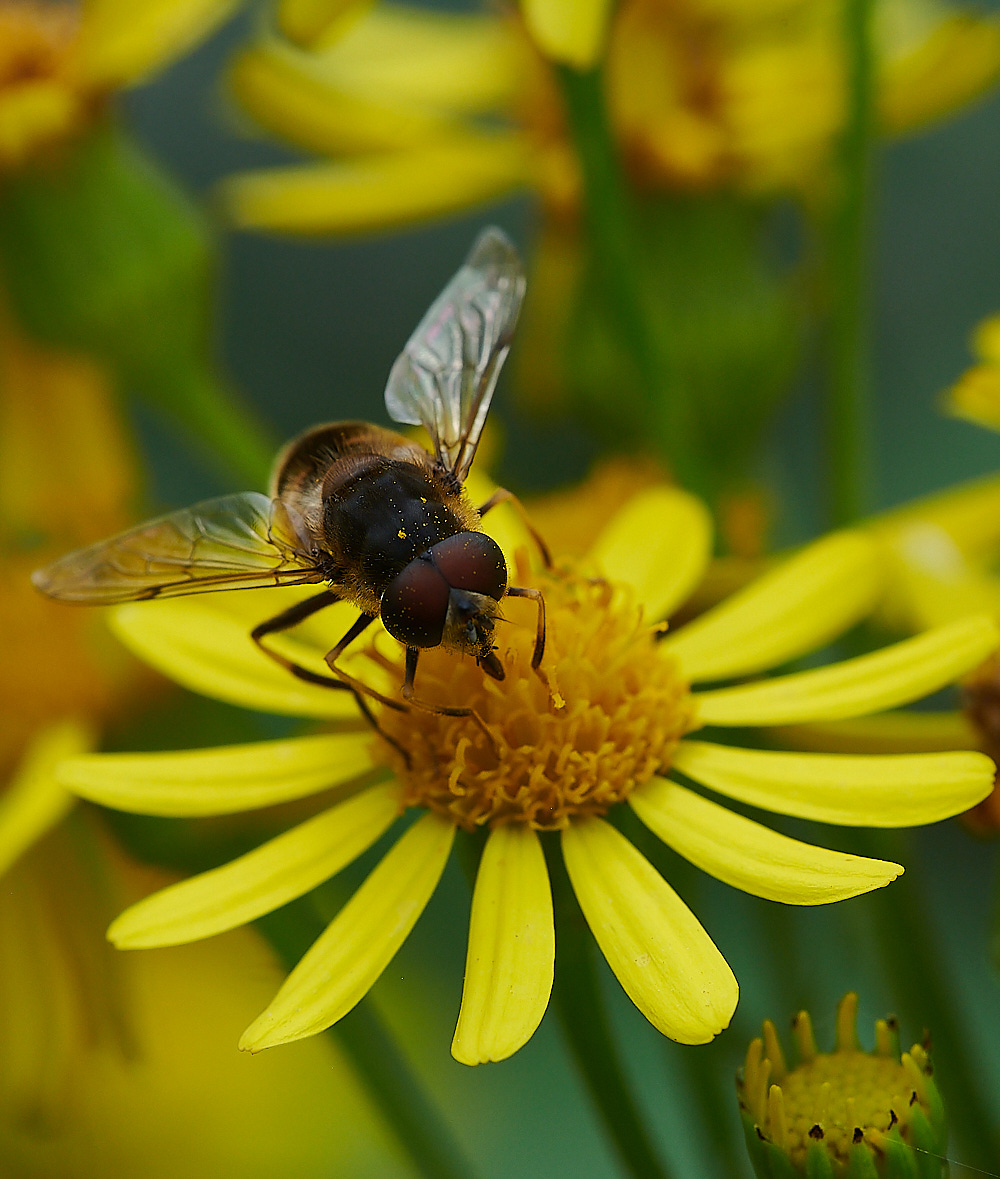 HoughenPlantationEristalis150821-3