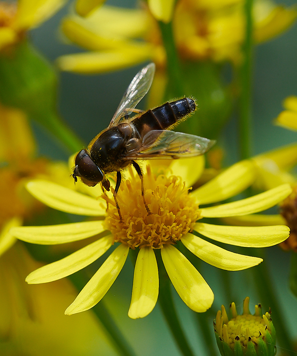 HoughenPlantationEristalis150821-4