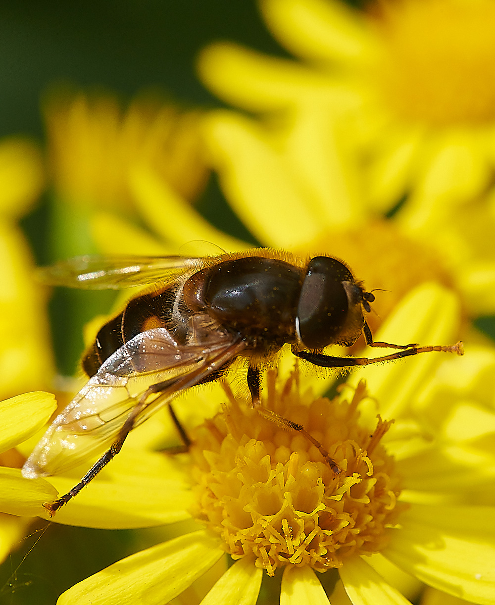 HoughenPlantationEristalis150821-5