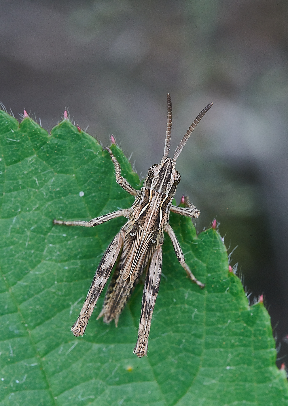 HoughenPlantationGrasshopper120721-1