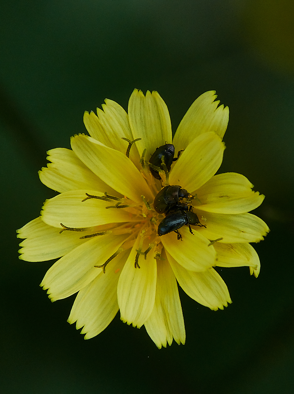 HoughenPlantationHawkbit120721-1