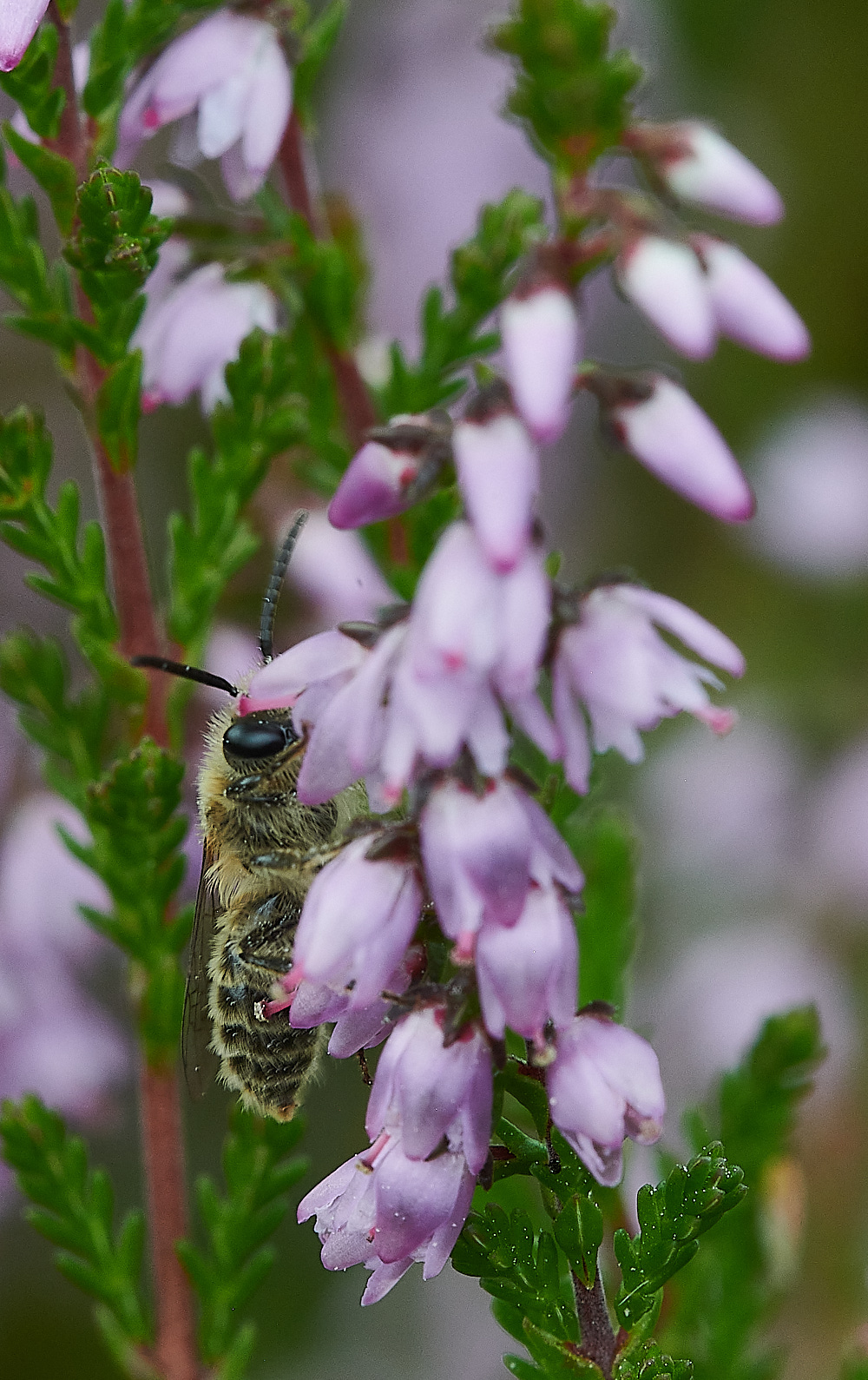 HoughenPlantationHeatherColletes15082-1