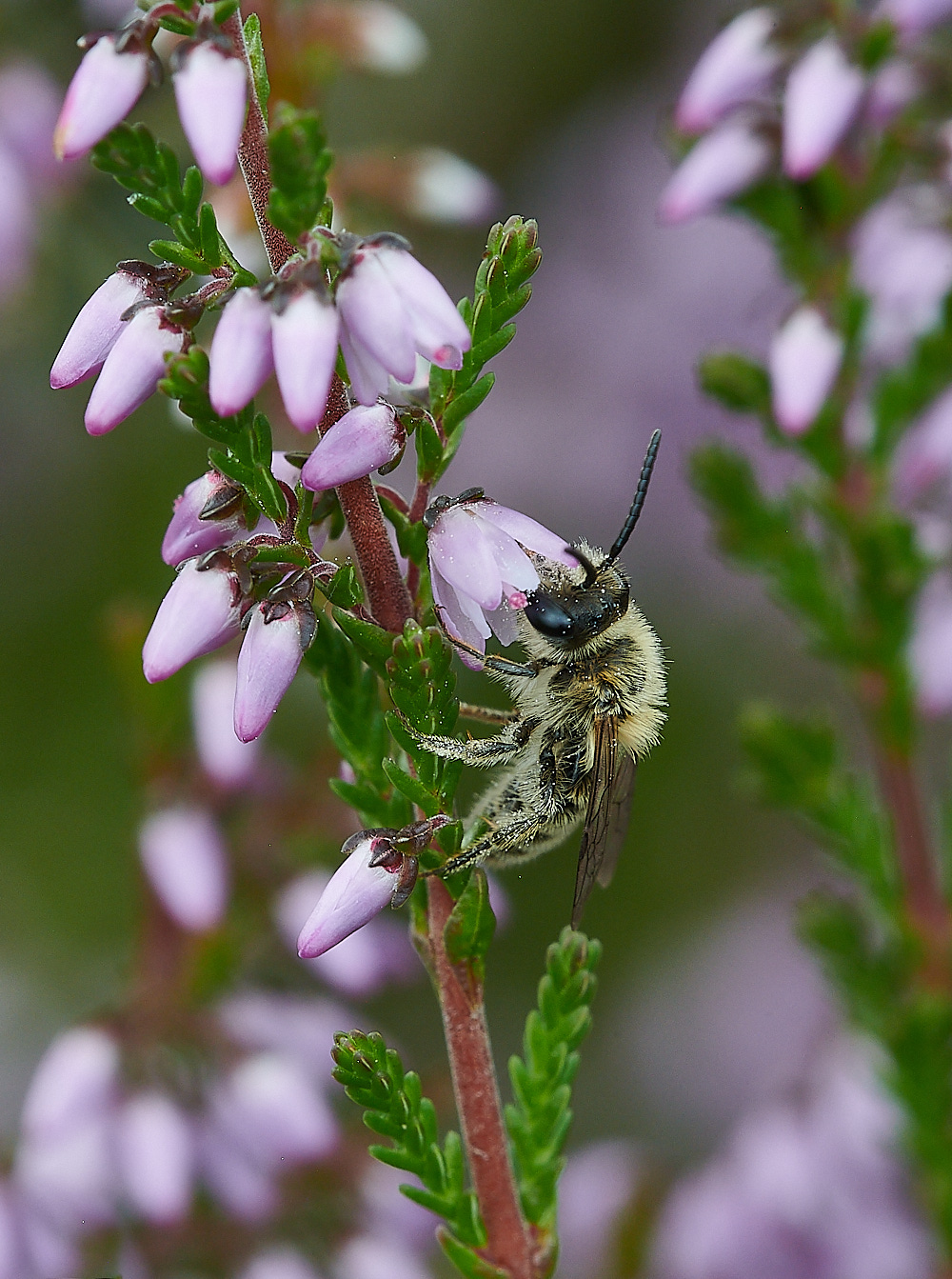 HoughenPlantationHeatherColletes15082-2