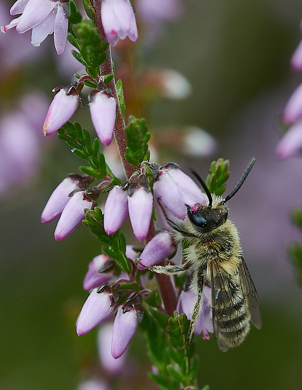 HoughenPlantationHeatherColletes15082-4