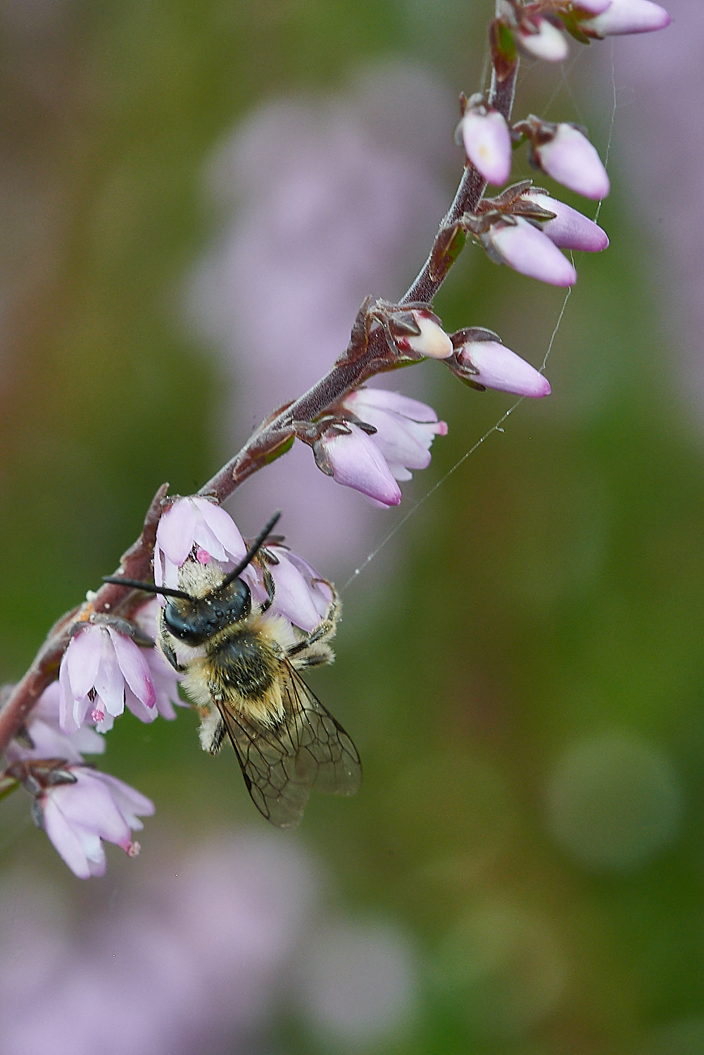 HoughenPlantationHeatherColletes15082-5