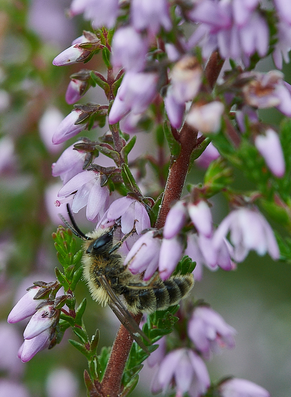 HoughenPlantationHeatherColletes15082-7