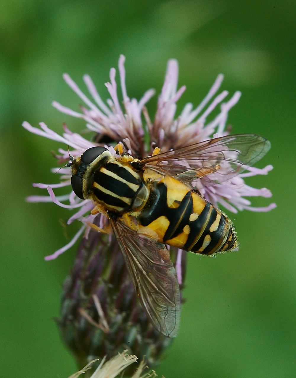 HoughenPlantationHelophiluspendulus2120721-1