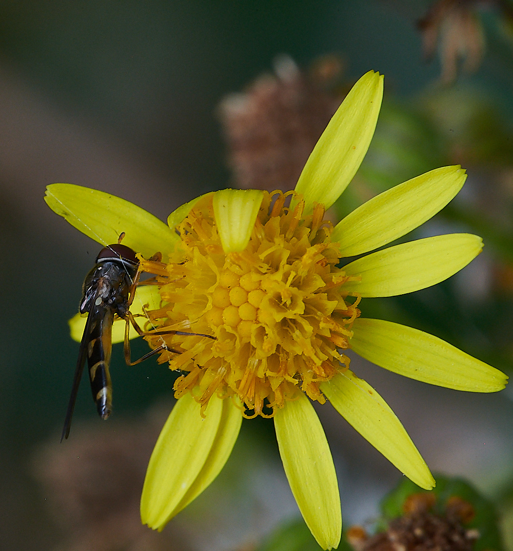 HoughenPlantationHover215082-1