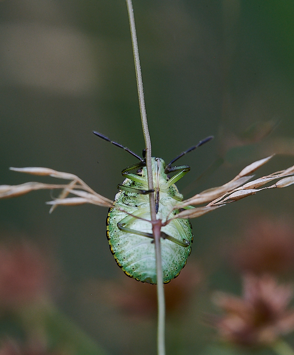 HoughenPlantationInstar15082-1