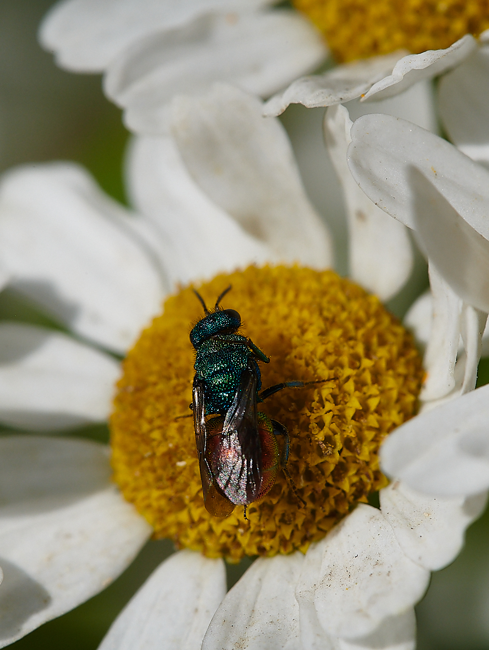 HoughenPlantationJewelWasp110721-1