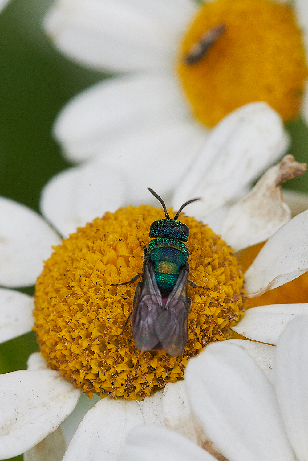 HoughenPlantationJewelWasp110721-2