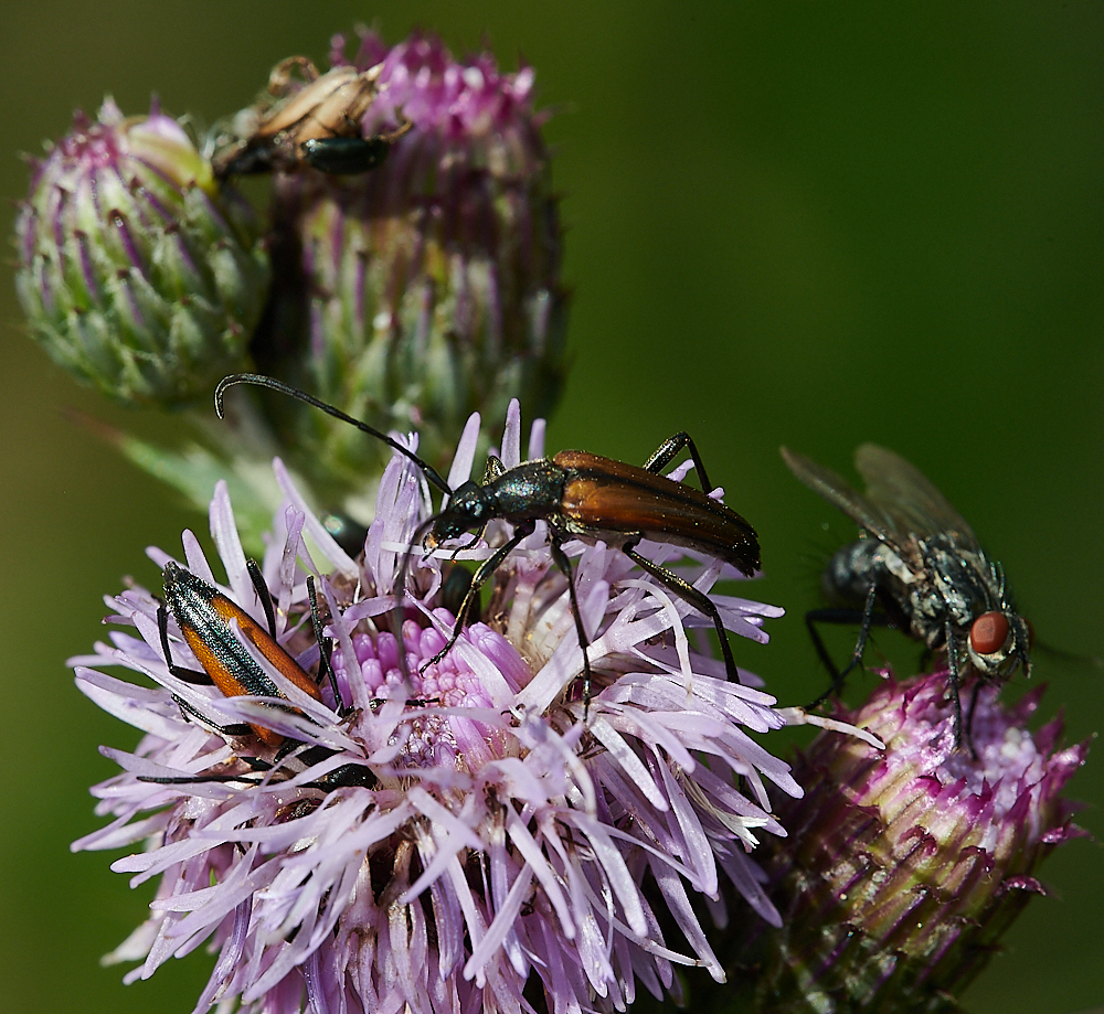 HoughenPlantationLonghorn110721-1