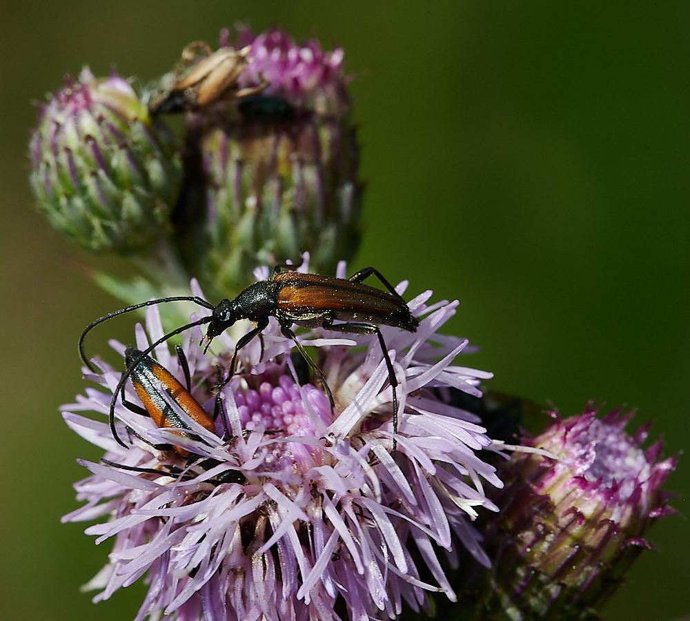 HoughenPlantationLonghorn110721-2