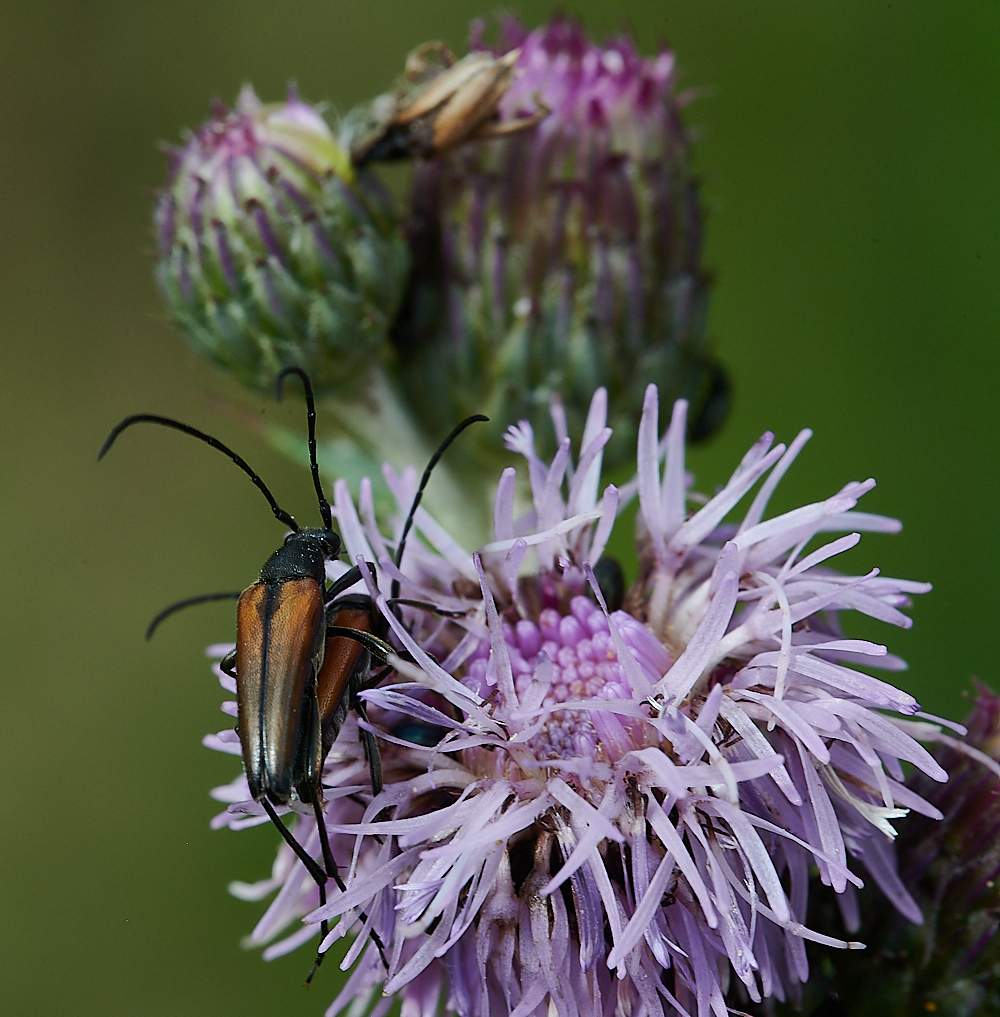 HoughenPlantationLonghorn110721-3