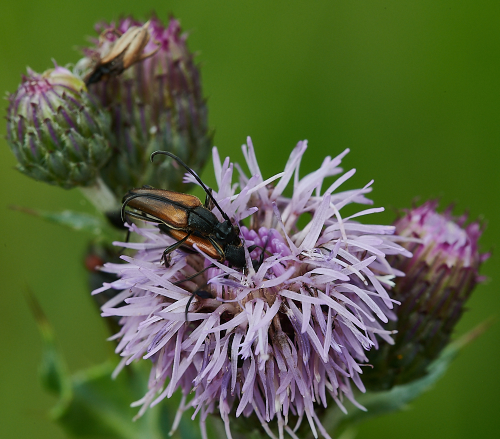 HoughenPlantationLonghorn110721-4