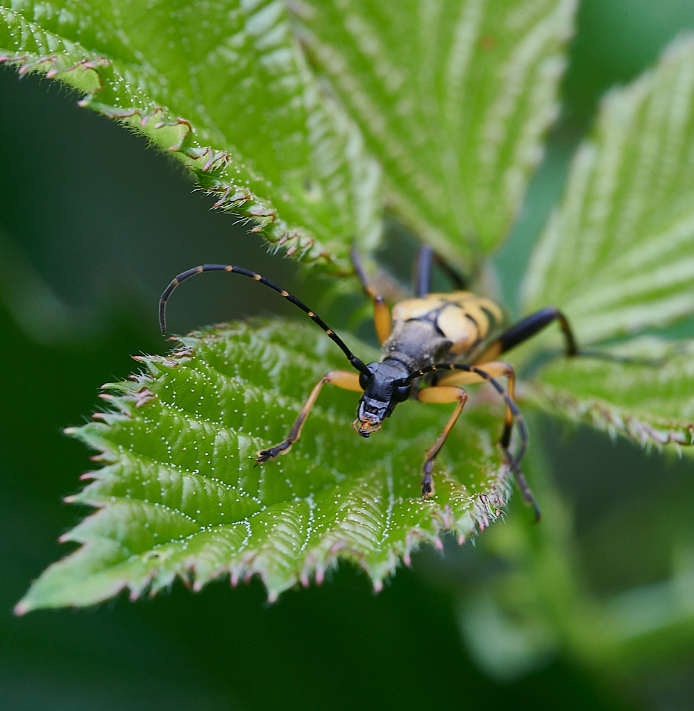 HoughenPlantationLonghorn120721-1