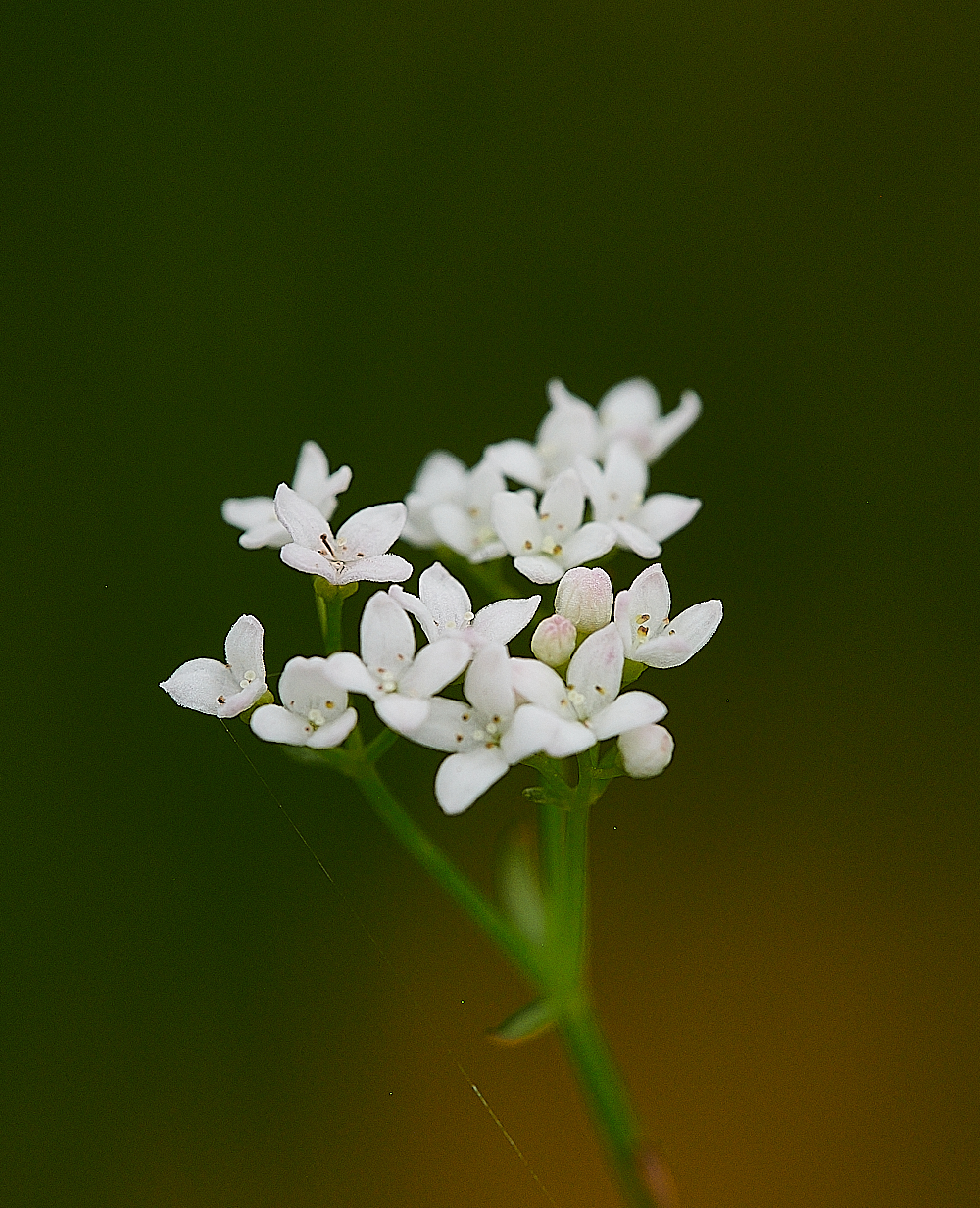 HoughenPlantationMarshBedstraw4120721-1