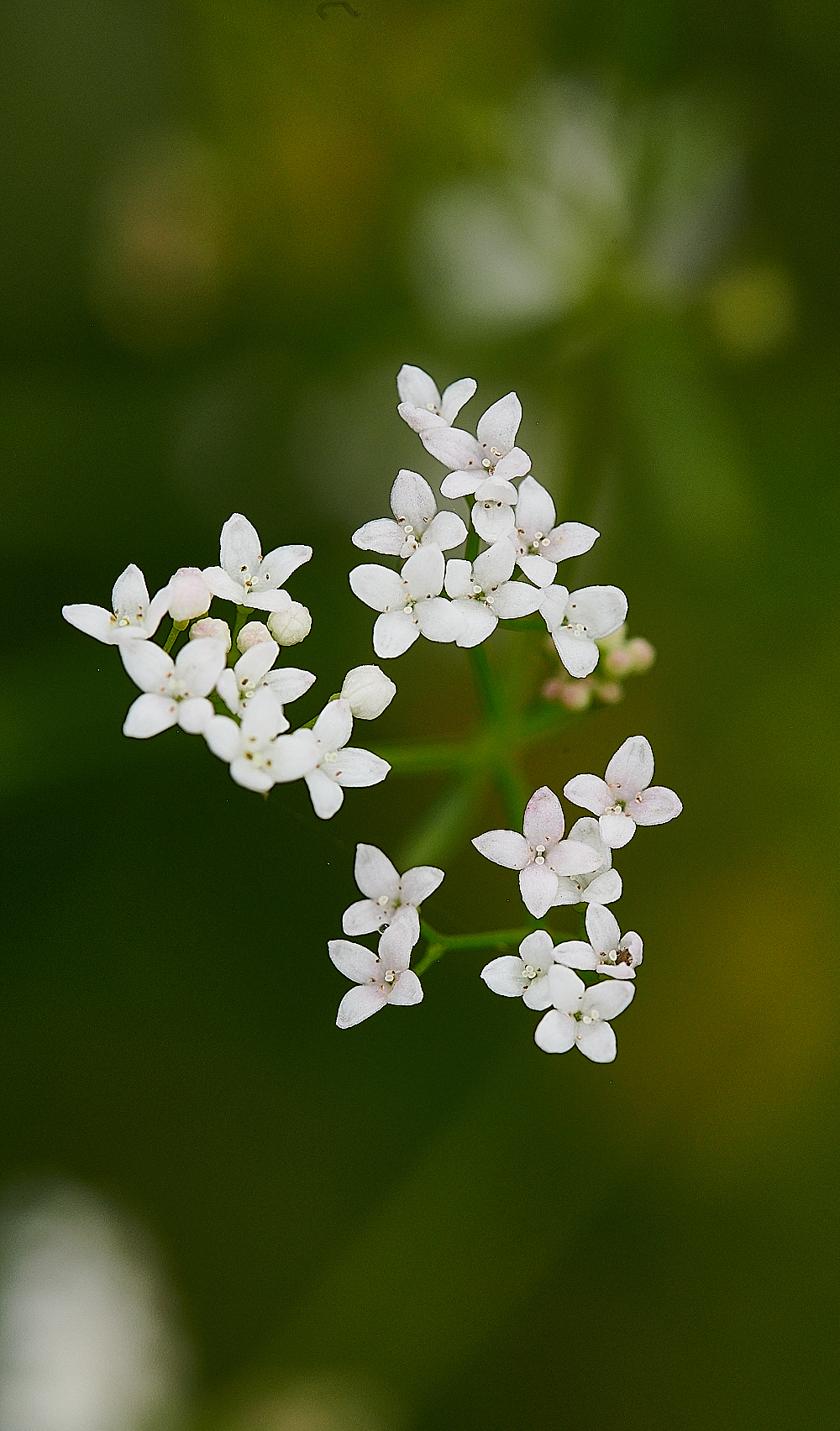 HoughenPlantationMarshBedstraw4120721-2