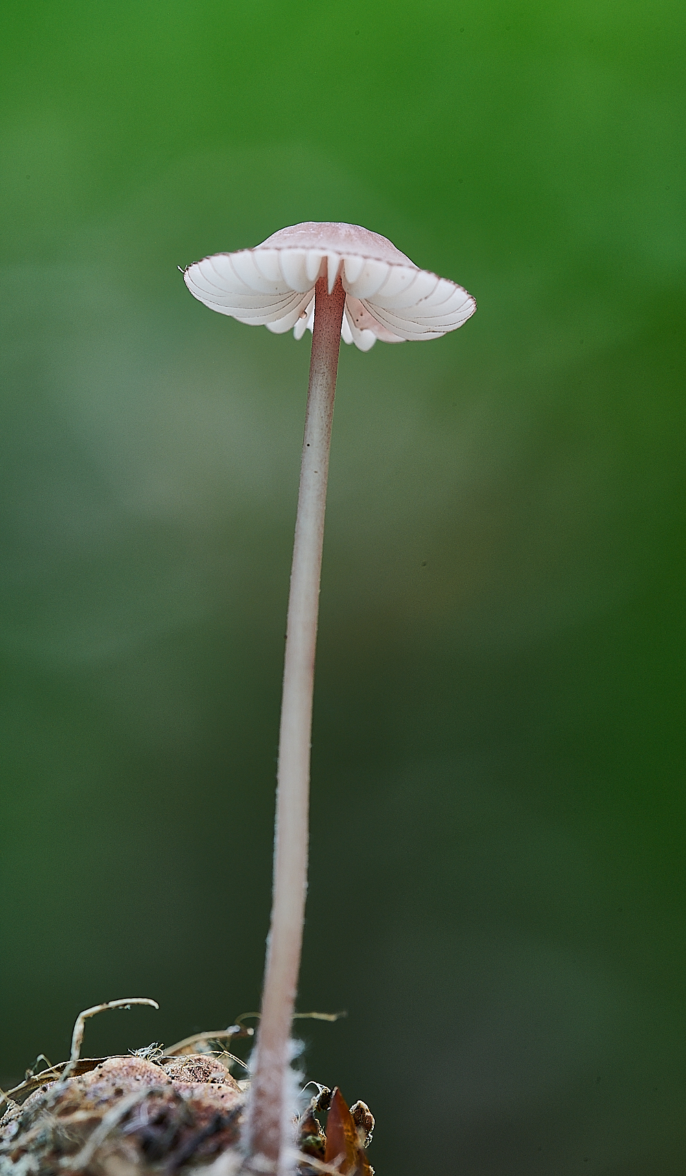 HoughenPlantationMycena110621-1