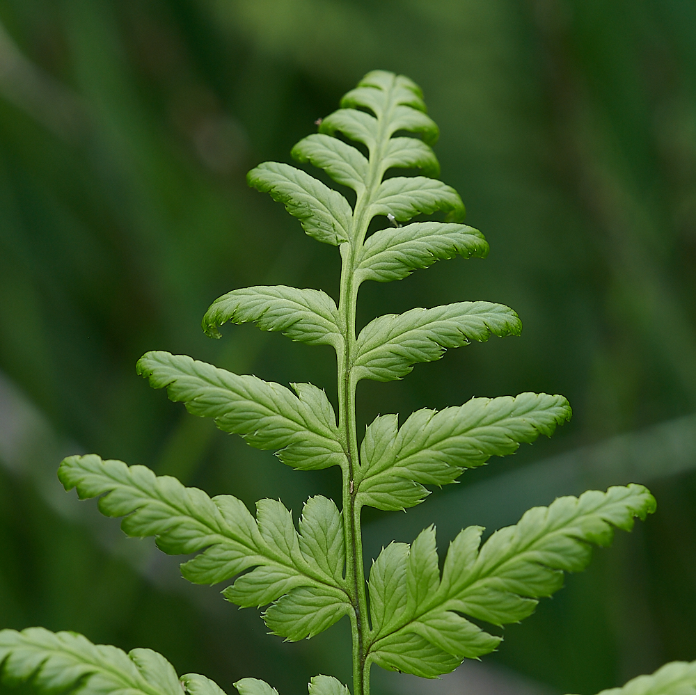 HoughenPlantationNarrowBucklerFern4120721-1