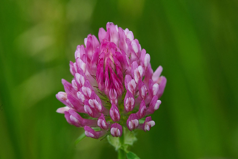 HoughenPlantationRedClover120721-1