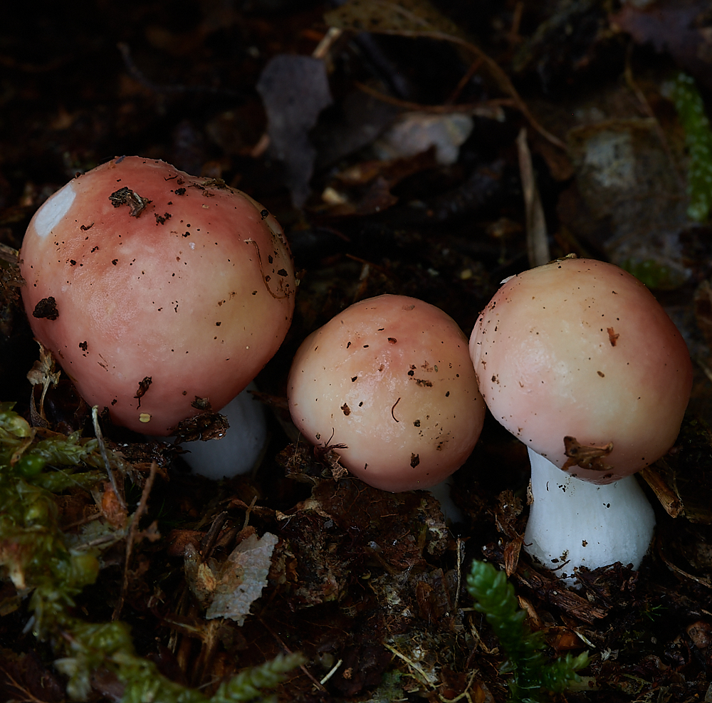 HoughenPlantationRussula110621-1