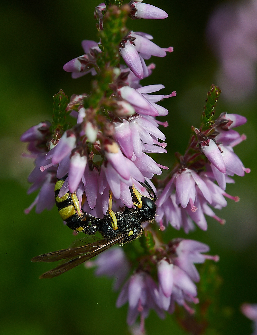 HoughenPlantationRybyensis15082-1