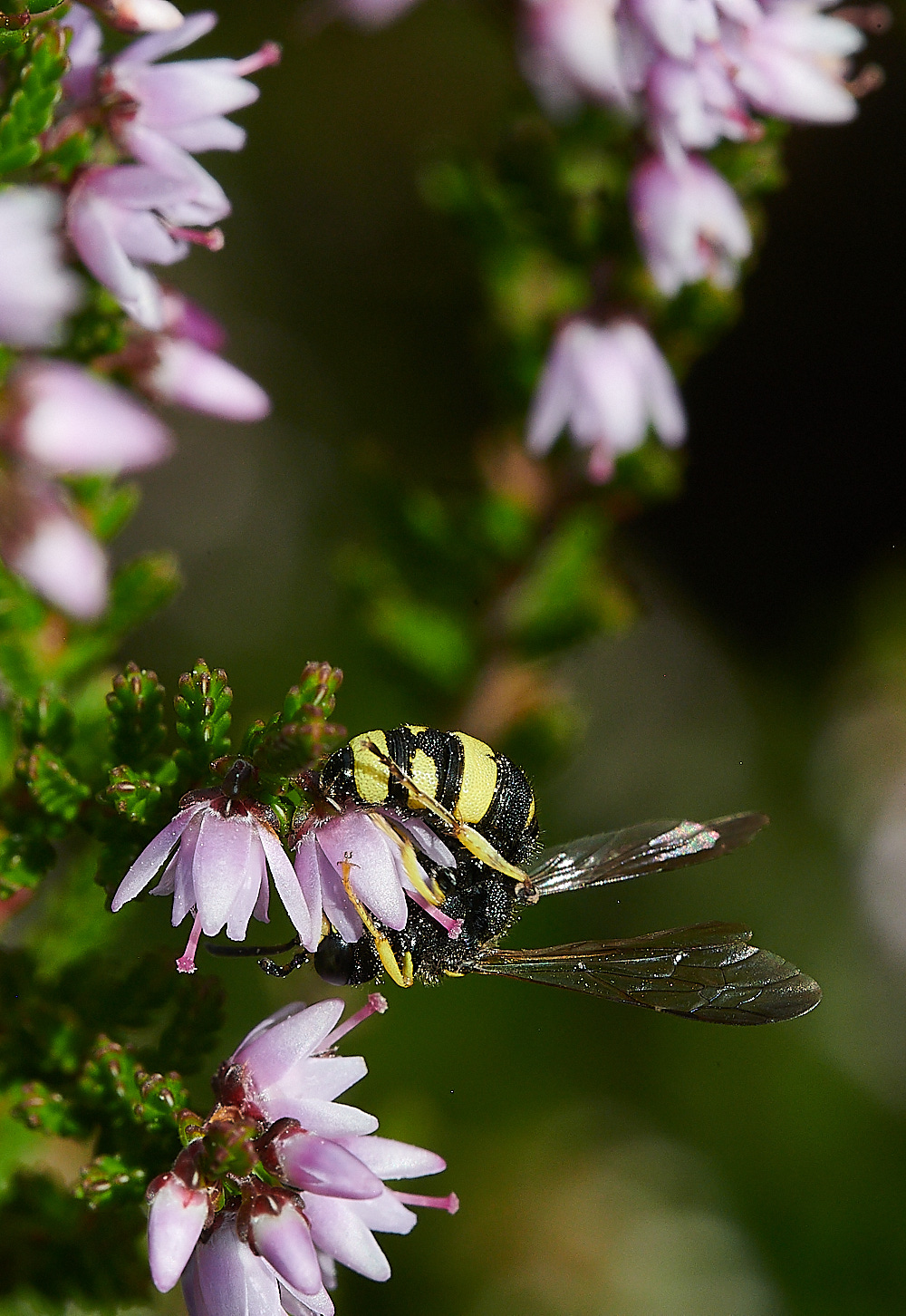 HoughenPlantationRybyensis15082-2