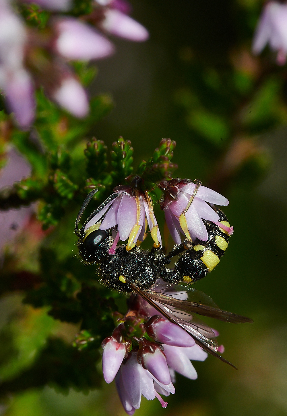 HoughenPlantationRybyensis15082-3