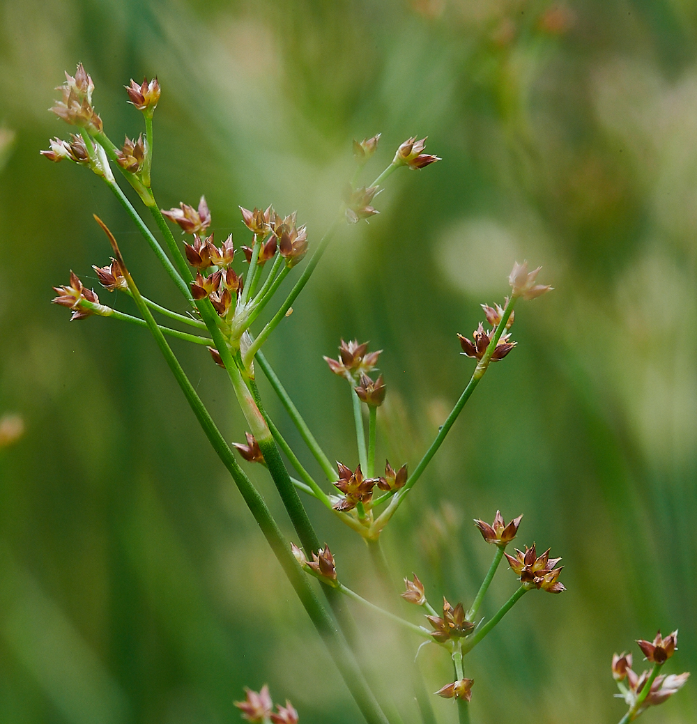 HoughenPlantationSharp-floweredRush120721-1