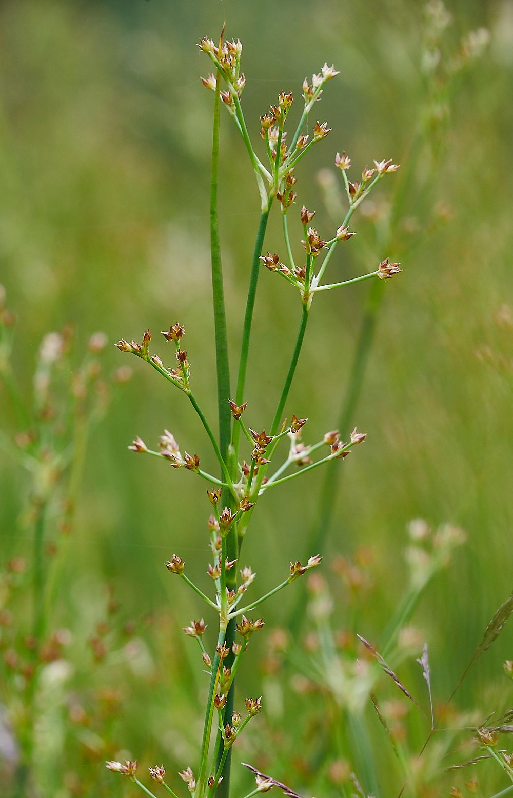 HoughenPlantationSharp-floweredRush120721-2