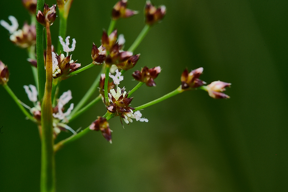 HoughenPlantationSharp-floweredRush120721-3