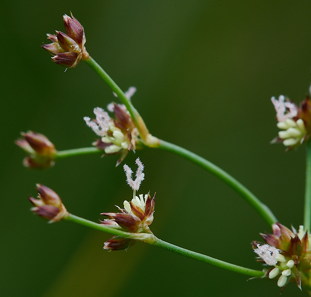 HoughenPlantationSharp-floweredRush120721-4