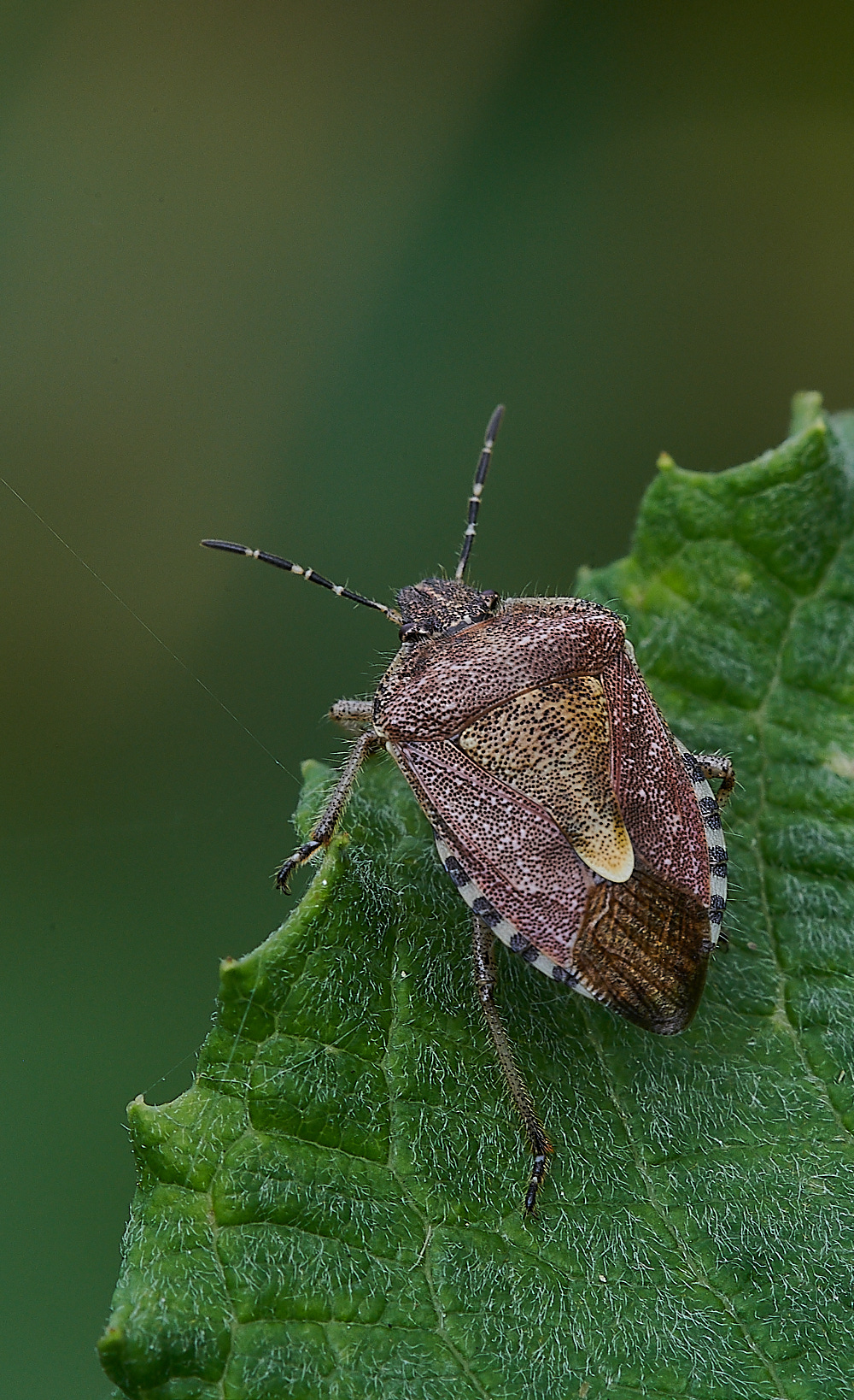 HoughenPlantationShieldBug150821-1