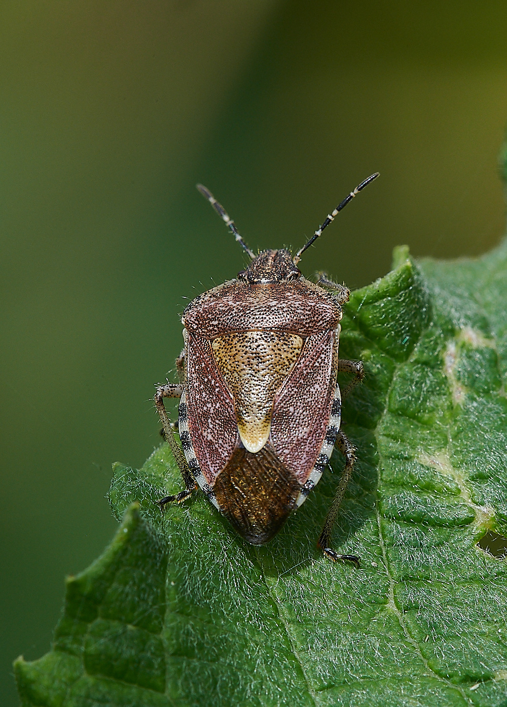 HoughenPlantationShieldBug150821-2