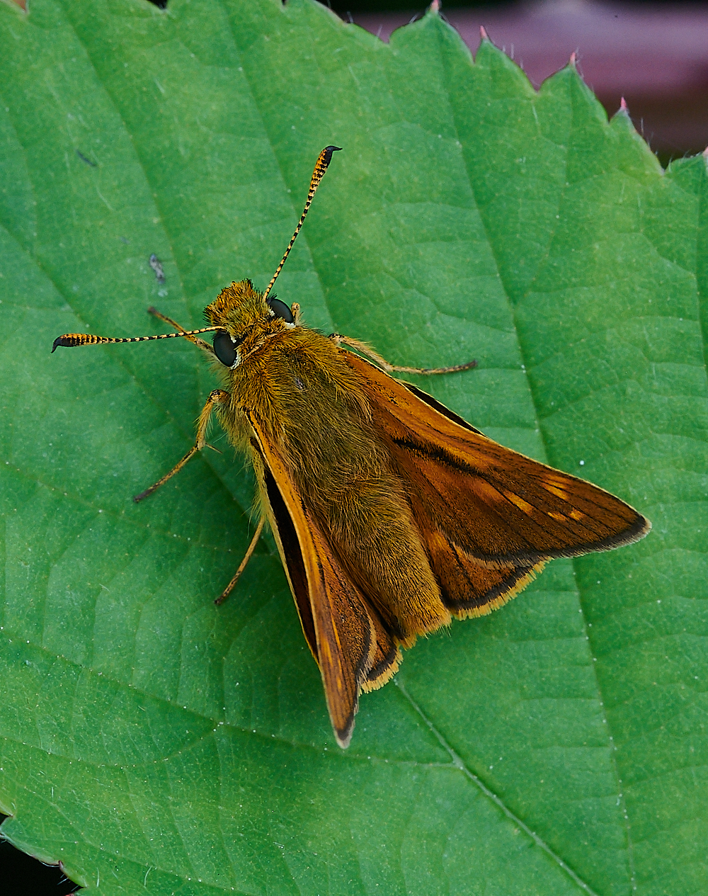 HoughenPlantationSmallSkipper120721-1