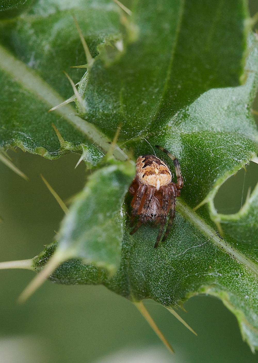 HoughenPlantationSpider120721-1