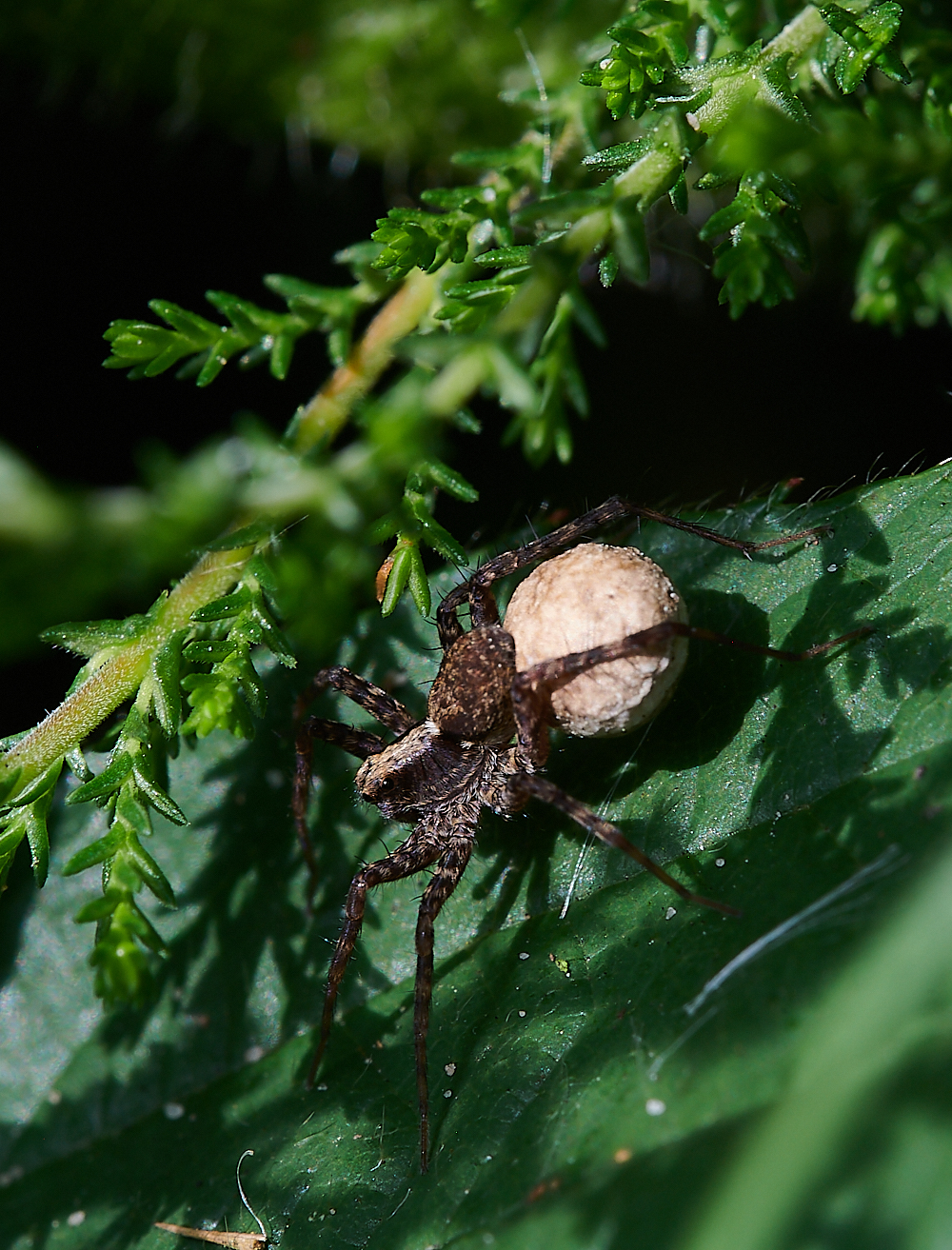 HoughenPlantationSpider2110721-1