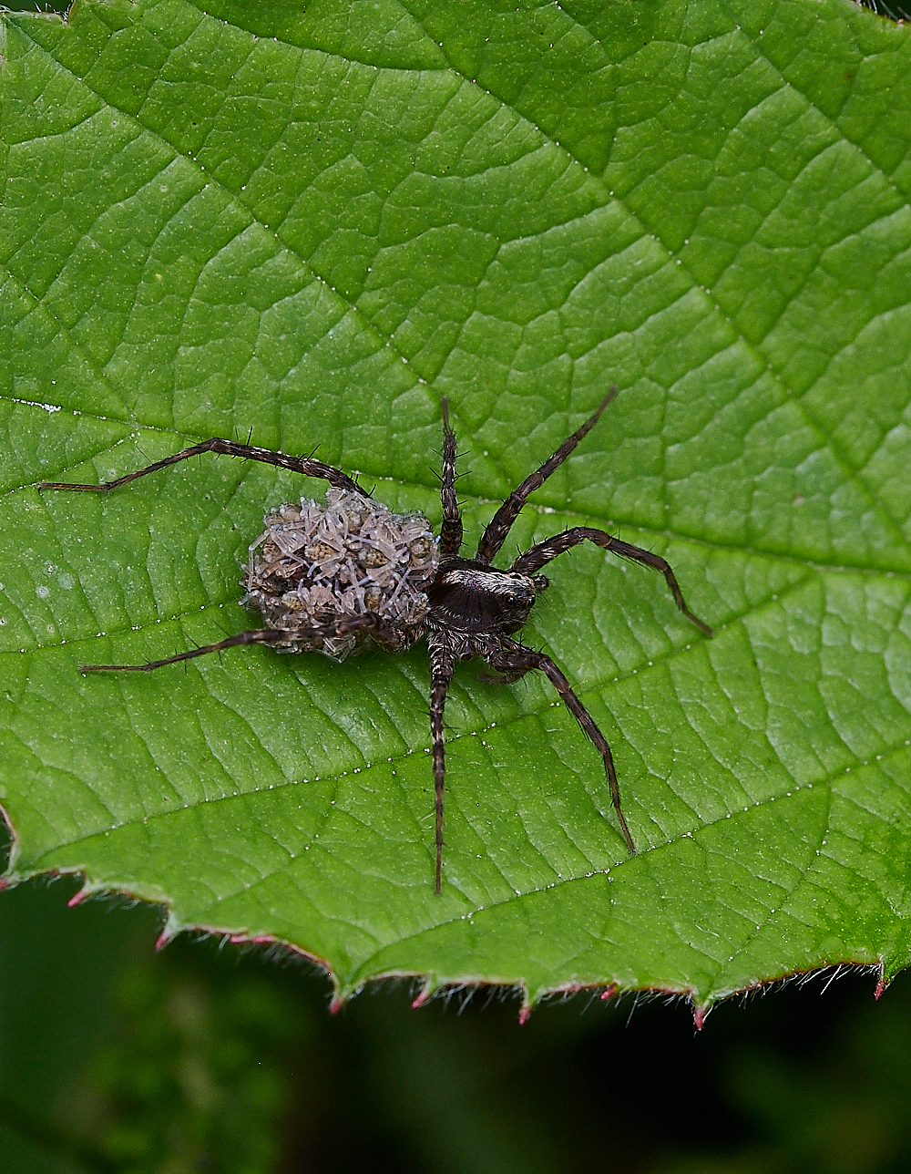 HoughenPlantationSpider2120721-1