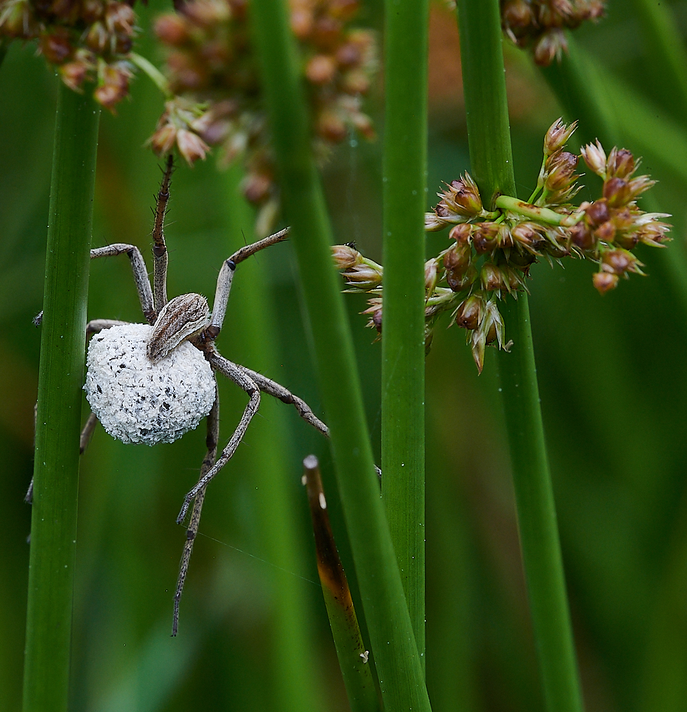 HoughenPlantationSpider4120721-1