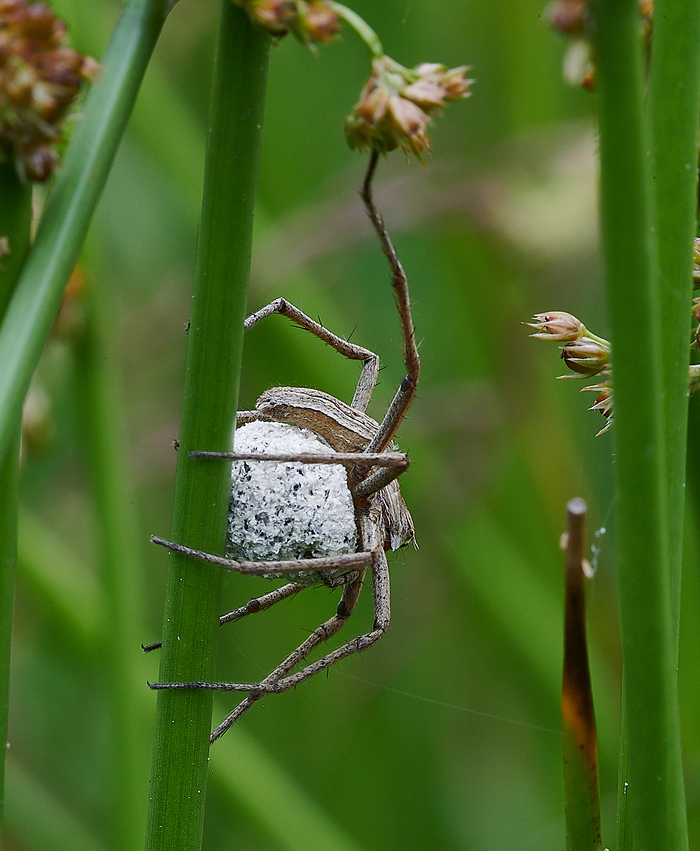 HoughenPlantationSpider4120721-2