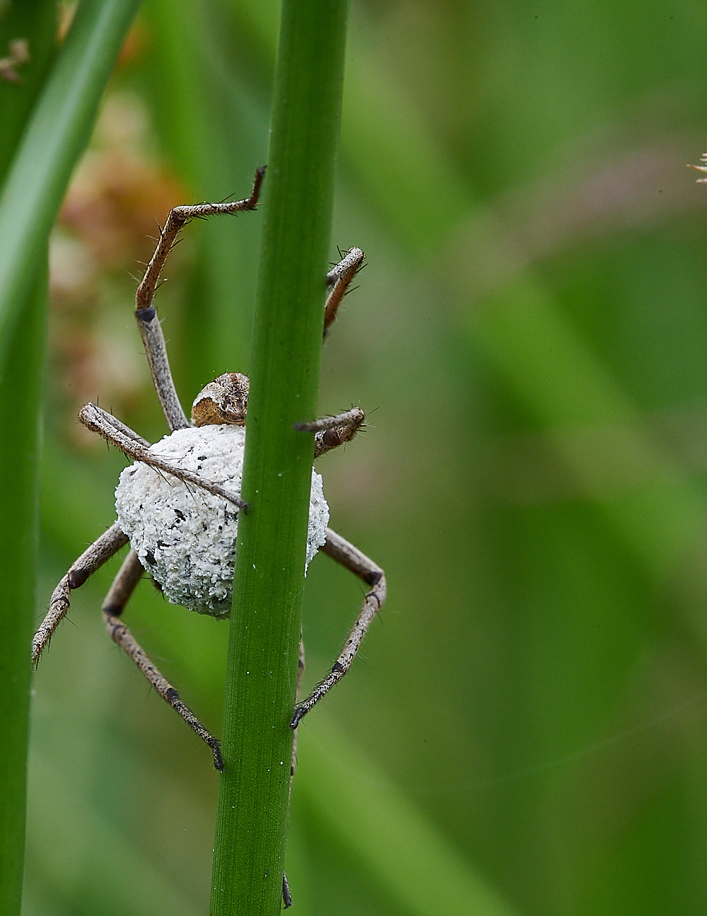 HoughenPlantationSpider4120721-3