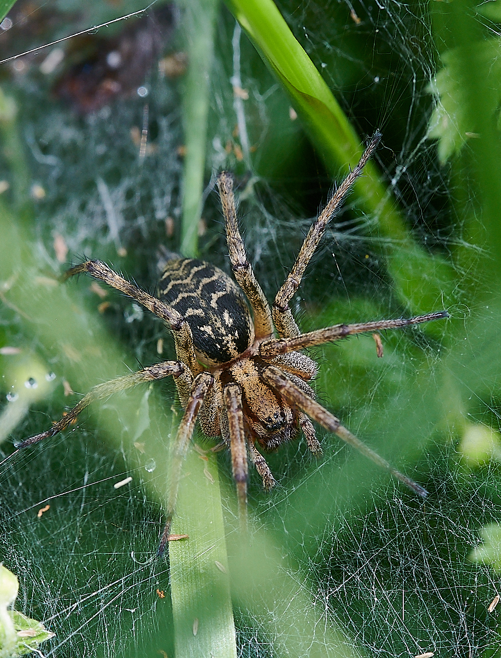 HoughenPlantationSpiderSp110721-1