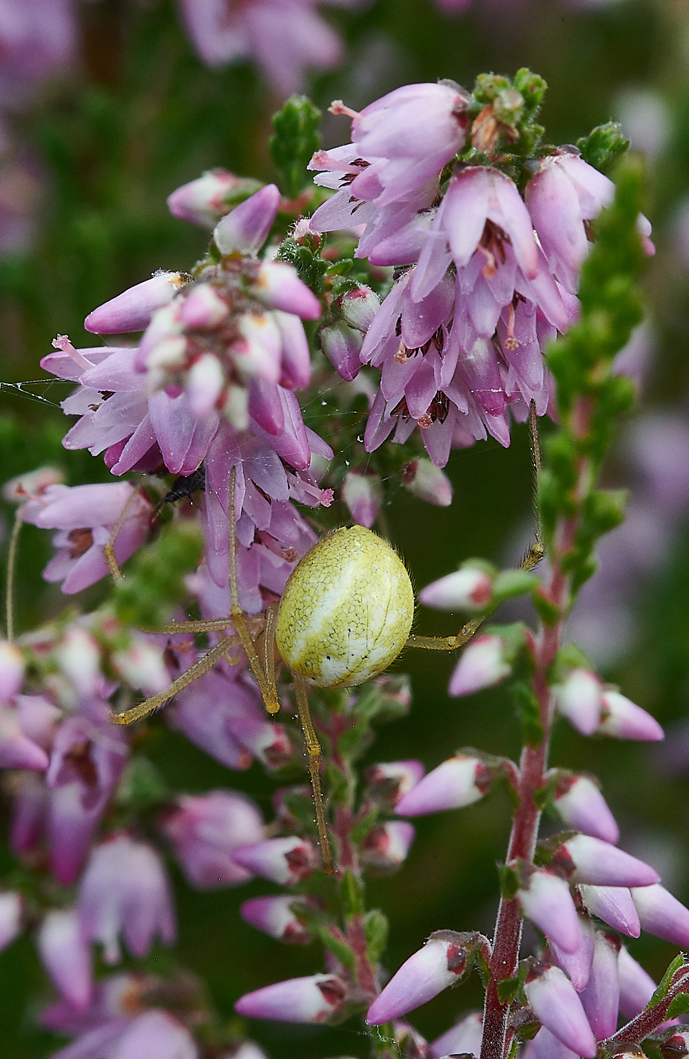 HoughenPlantationSpiderSp15082-1