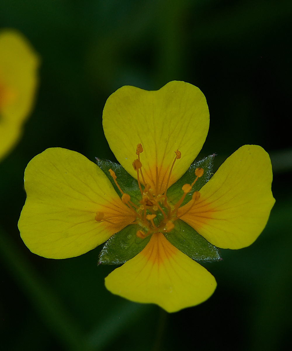 HoughenPlantationTormentil120721-1