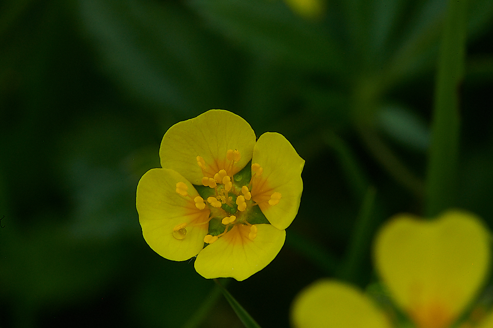 HoughenPlantationTormentil120721-3