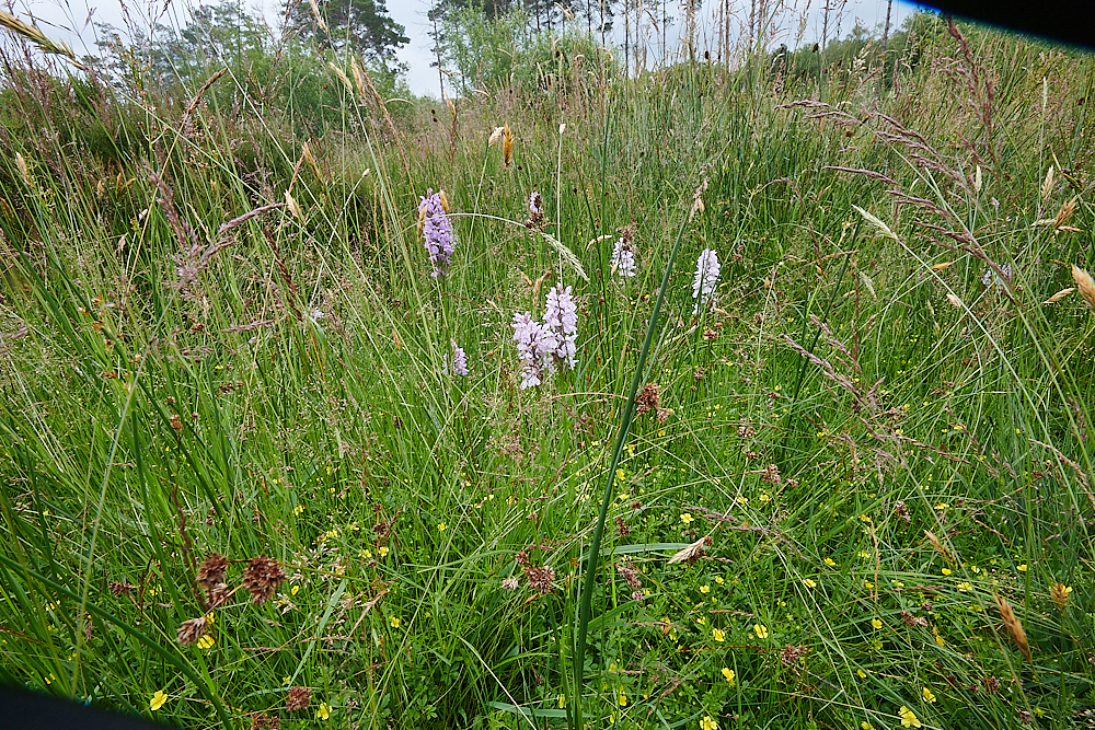 HoughenPlantationTormentil120721-5