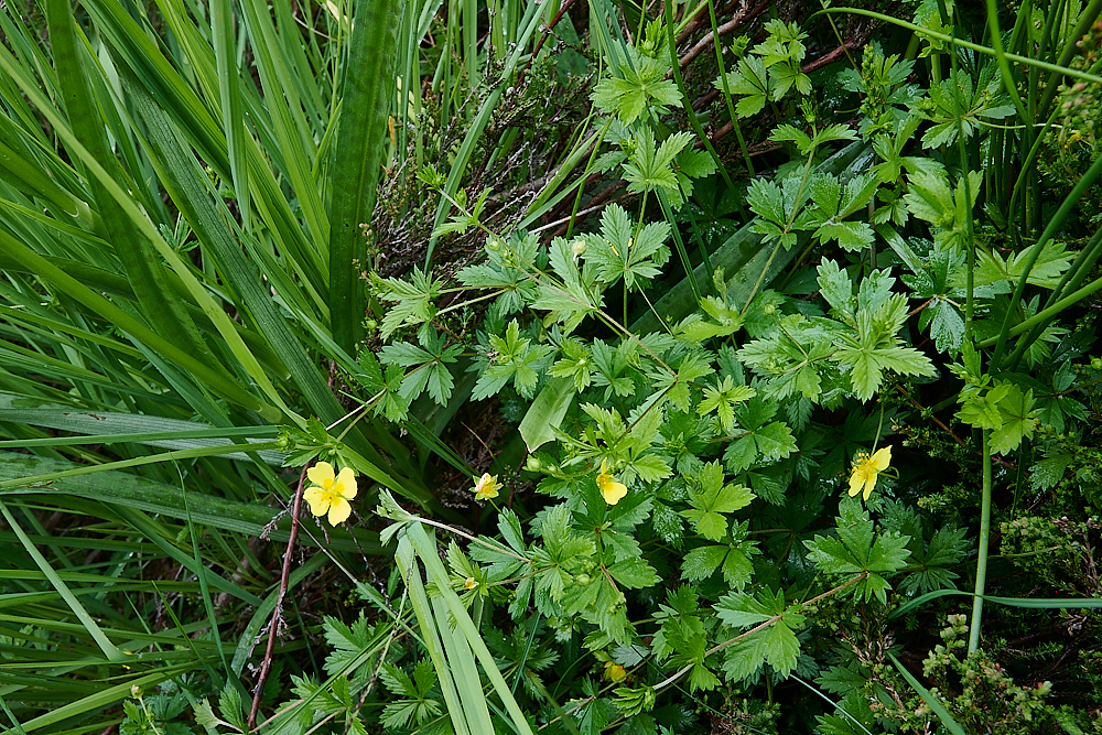 HoughenPlantationTormentil120721-6