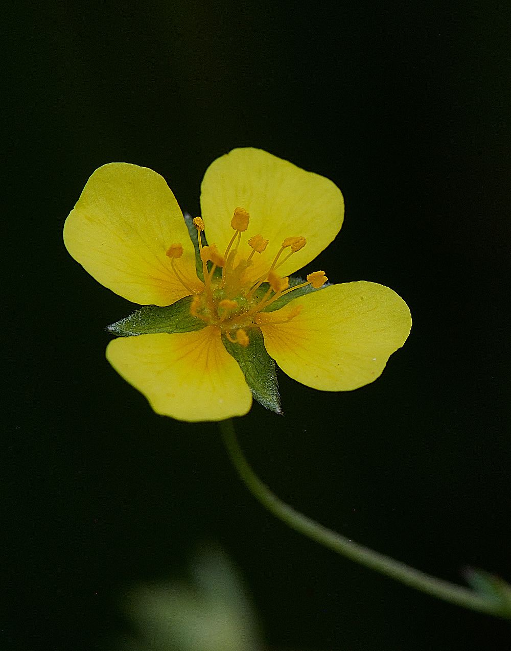 HoughenPlantationTormentil150821-1