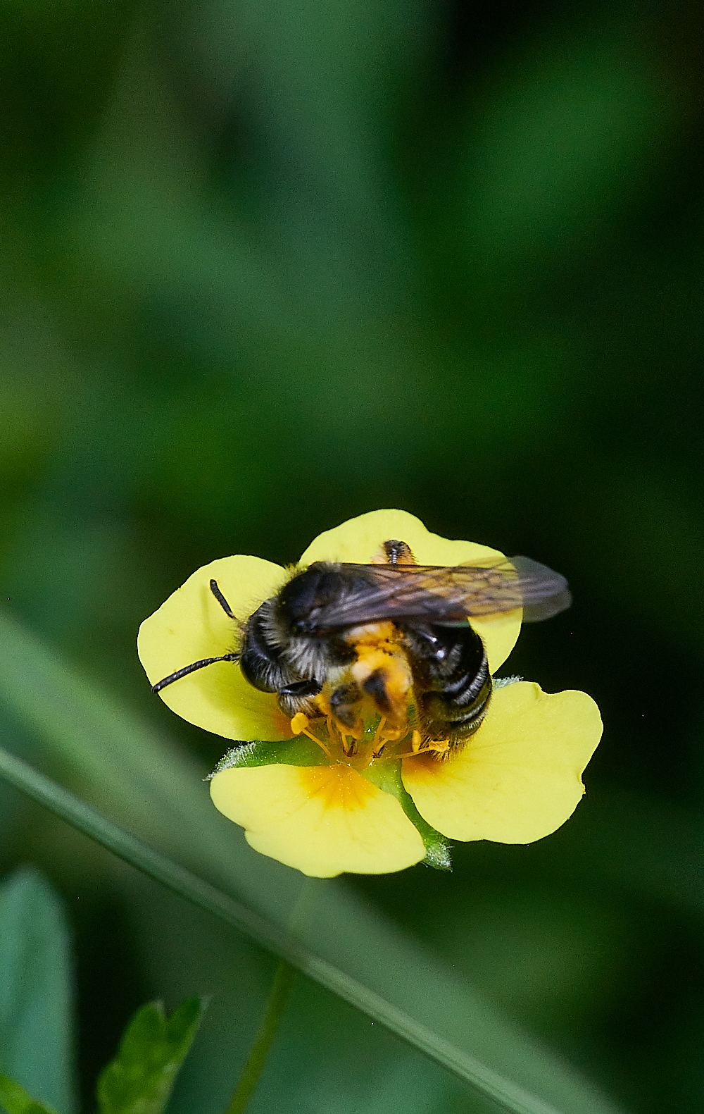 HoughenPlantationTormentilMiningBee110721-1